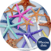 8749 - Starfish Assorted Colours 7.5-20cm